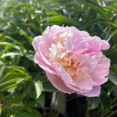 Paeonia 'Angel Cheeks'