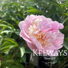 Paeonia 'Angel Cheeks'