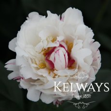 Paeonia 'Boule de Neige'