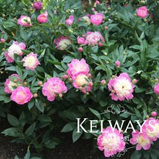 Paeonia 'Bowl of Beauty'