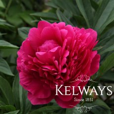 Paeonia 'Kansas'