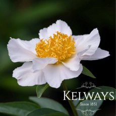 Paeonia 'Krinkled White'