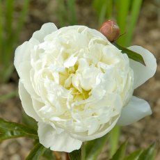 Paeonia 'Marie Lemoine'