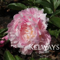 Paeonia Pillow Talk