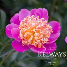 Paeonia 'Tom Eckhardt'