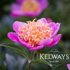 Paeonia 'Tom Eckhardt'
