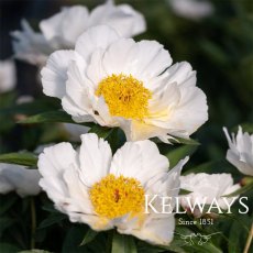 Paeonia 'White Wings'