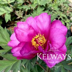 Paeonia 'Morning Lilac'