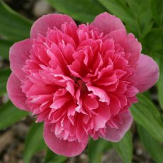Paeonia 'Rosea Plena'