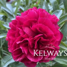 Paeonia 'officinalis Rubra Plena'