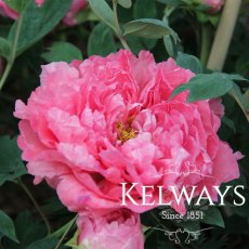 Paeonia Reine Elizabeth