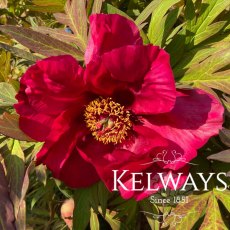 Paeonia 'Scarlet Heaven'