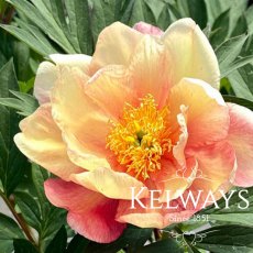 Paeonia 'Singing in the Rain'