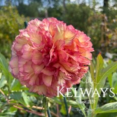 Paeonia 'Souvenir de Maxime Cornu'