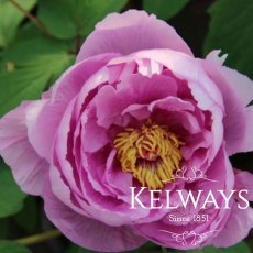 Paeonia 'Kamada-fuji'