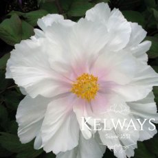 Paeonia 'Renkaku'