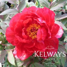 Paeonia 'Shimanishiki'