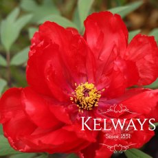 Paeonia 'Superb'