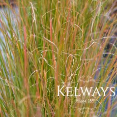 Pennisetum alopecuroides 'Hameln'