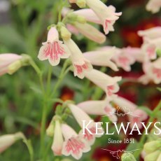 Penstemon 'Hidcote Pink' (9cm pot)