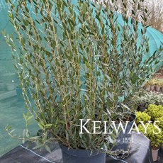 Phillyrea angustifolia