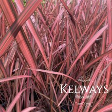 Phormium 'Evening Glow' (v)