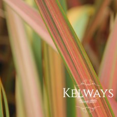 Phormium 'Jester' (v)