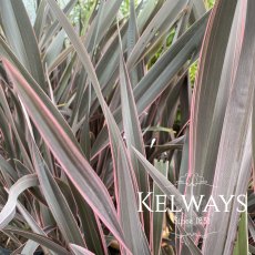 Phormium 'Pink Stripe' (v)
