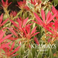 Pieris 'Flaming Silver'