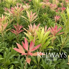 Pieris 'Forest Flame'