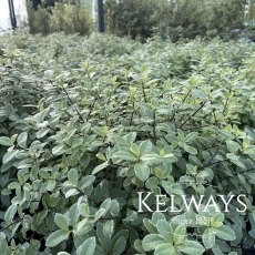 Pittosporum tenuifolium 'Silver Ball'