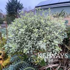 Pittosporum tenuifolium 'Silver Ball'