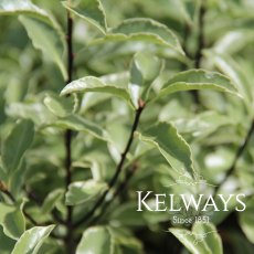 Pittosporum tenuifolium 'Silver Queen' (f/v)