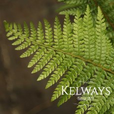 Polystichum setiferum