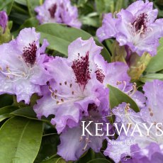 Rhododendron 'Blue Peter'