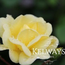 Rosa 'Golden Memories'