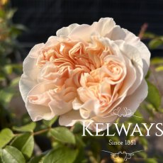 Rosa 'Lichfield Angel'