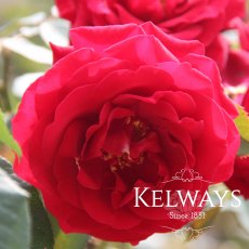 Rosa 'Royal William'