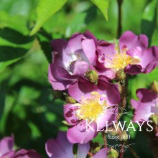 Rosa 'Veilchenblau'