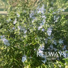 Rosmarinus officinalis 'Pointe du Raz'