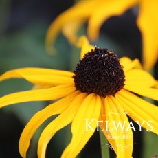 Rudbeckia fulgida var. sullivantii 'Goldsturm'