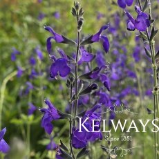 Salvia 'Bleu Armor' PBR
