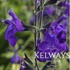 Salvia 'Bleu Armor' PBR Salvia 'Bleu Armor' PBR