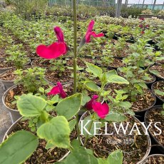Salvia 'Cherry Lips'