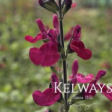 Salvia CHERRY LIPS ('Dysceri')