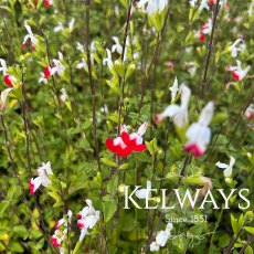 Salvia 'Hot Lips'