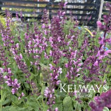 Salvia nemorosa 'Rose Queen'