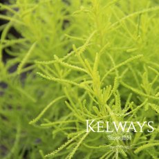 Santolina rosmarinifolia 'Lemon Fizz'