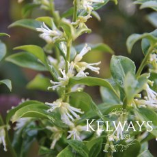 Sarcococca confusa