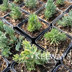 Sedum sediforme